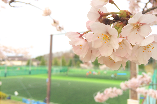 バスケ　春　桜